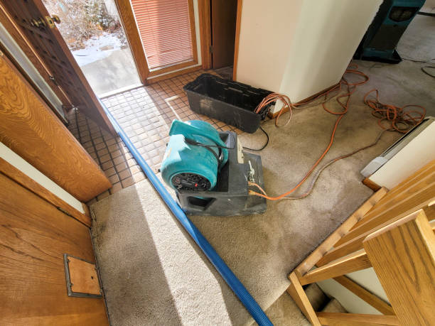 Best Carpet water damage restoration  in Reese, MI
