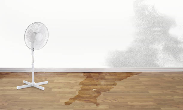 Best Basement water damage restoration  in Reese, MI